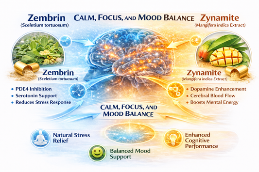 Zembrin® and Zynamite® Benefits for Stress, Mood, and Cognitive Performance Backed by Research